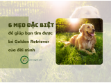 Cách để lựa chọn chó Golden Retriever