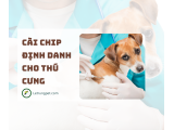 Chip định danh - Microchip cho thú cưng