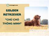 Golden Retriever - 