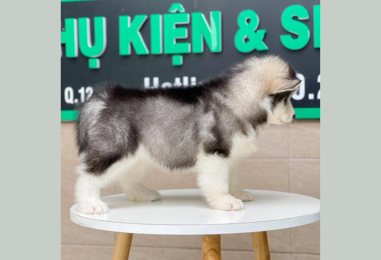 Alaska Oversize - Màu Đen Trắng (MS 01)