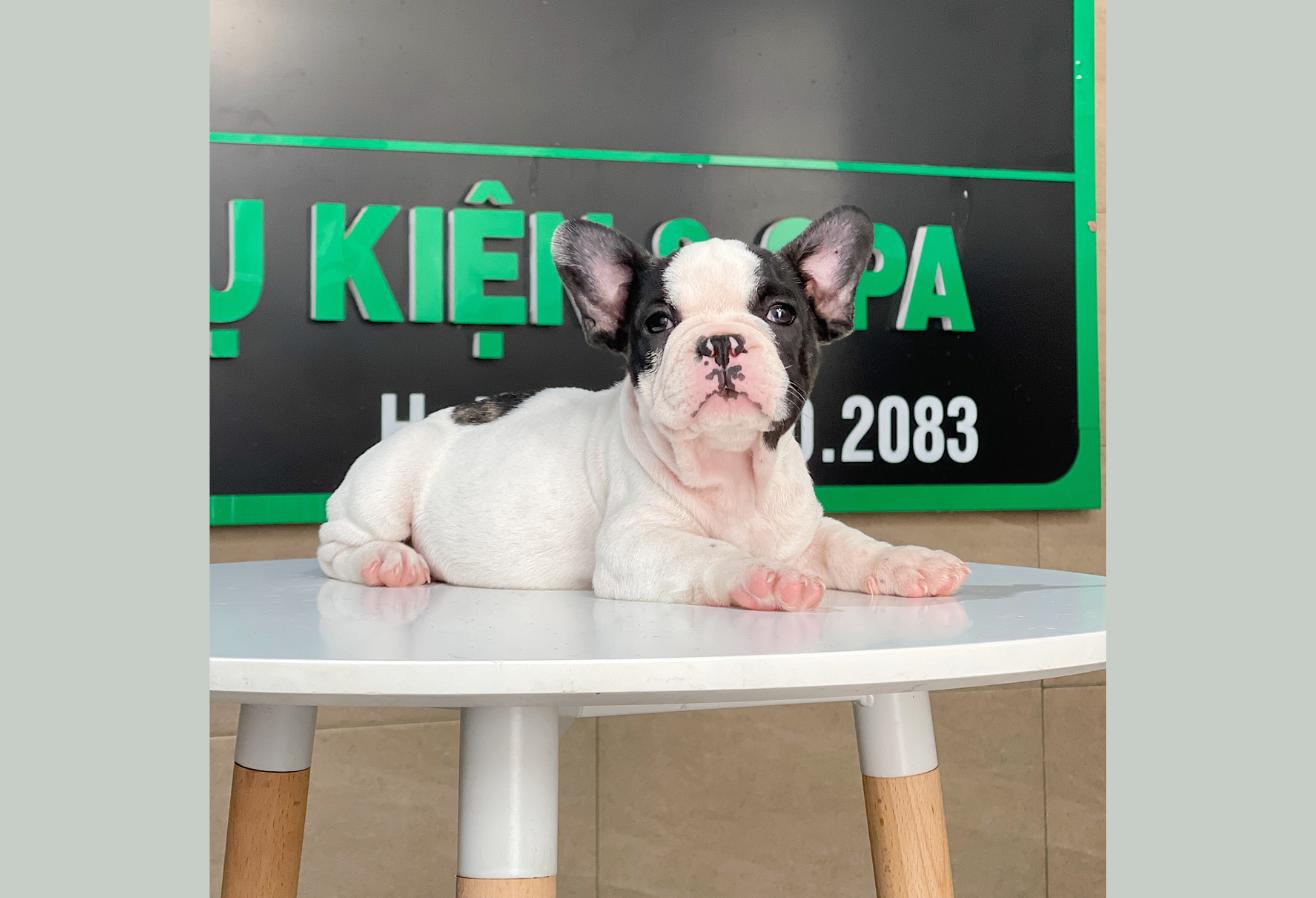 Bull Pháp - Màu Bò Sữa (MS 02)