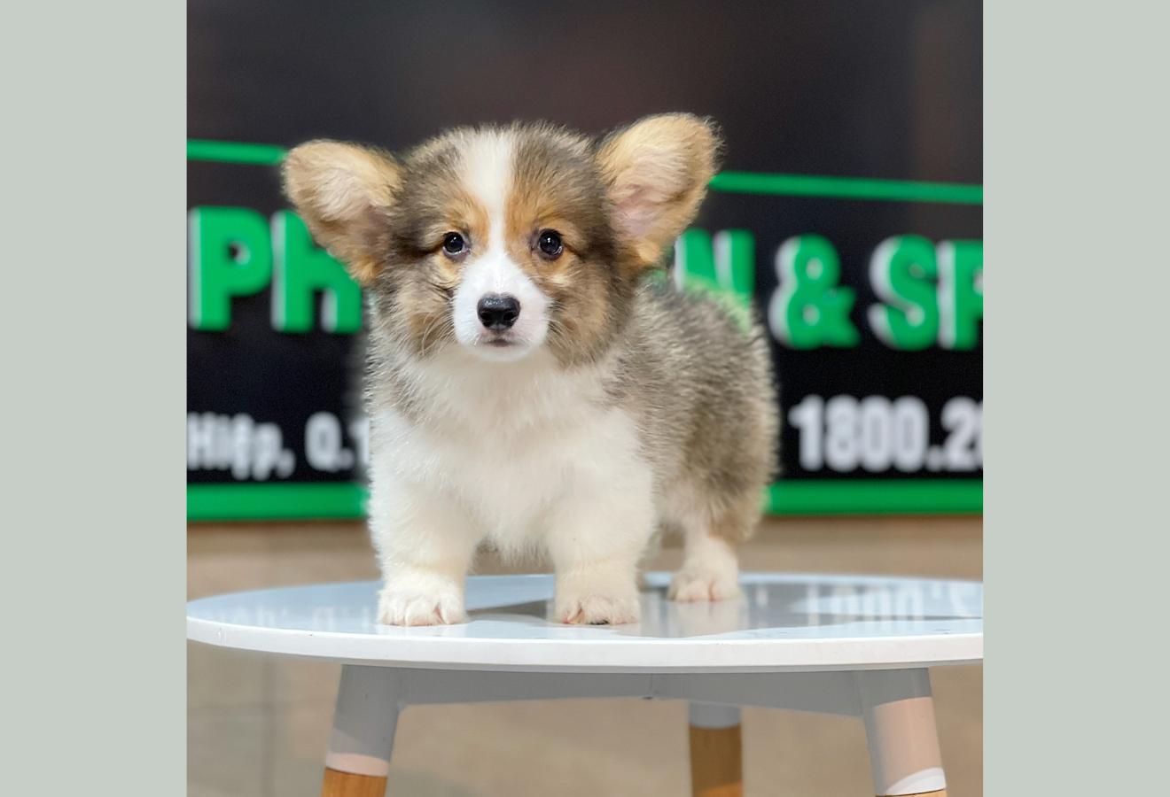 Corgi Lông Dài - Màu Tricolor (MS 02)