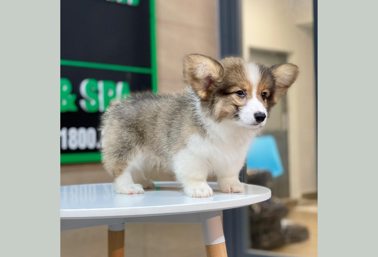 Corgi Lông Dài - Màu Tricolor (MS 02)