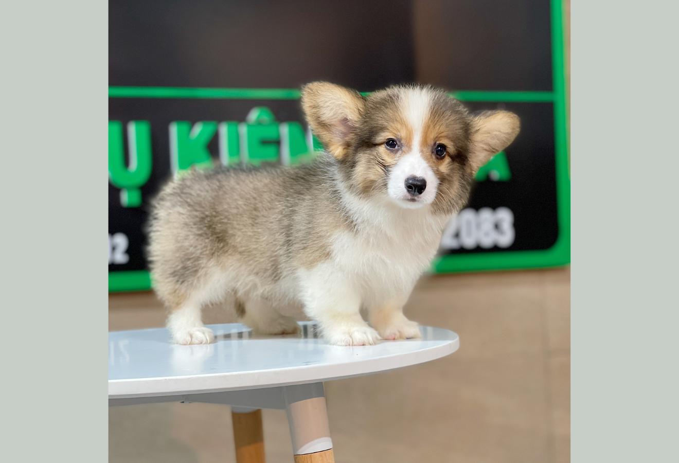 Corgi Lông Dài - Màu Tricolor (MS 02)