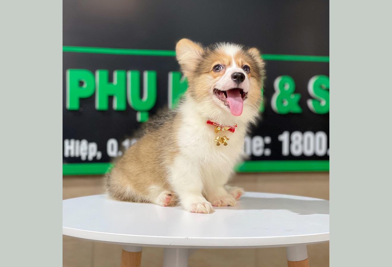 Corgi Lông Dài - Màu Vàng (MS 09)