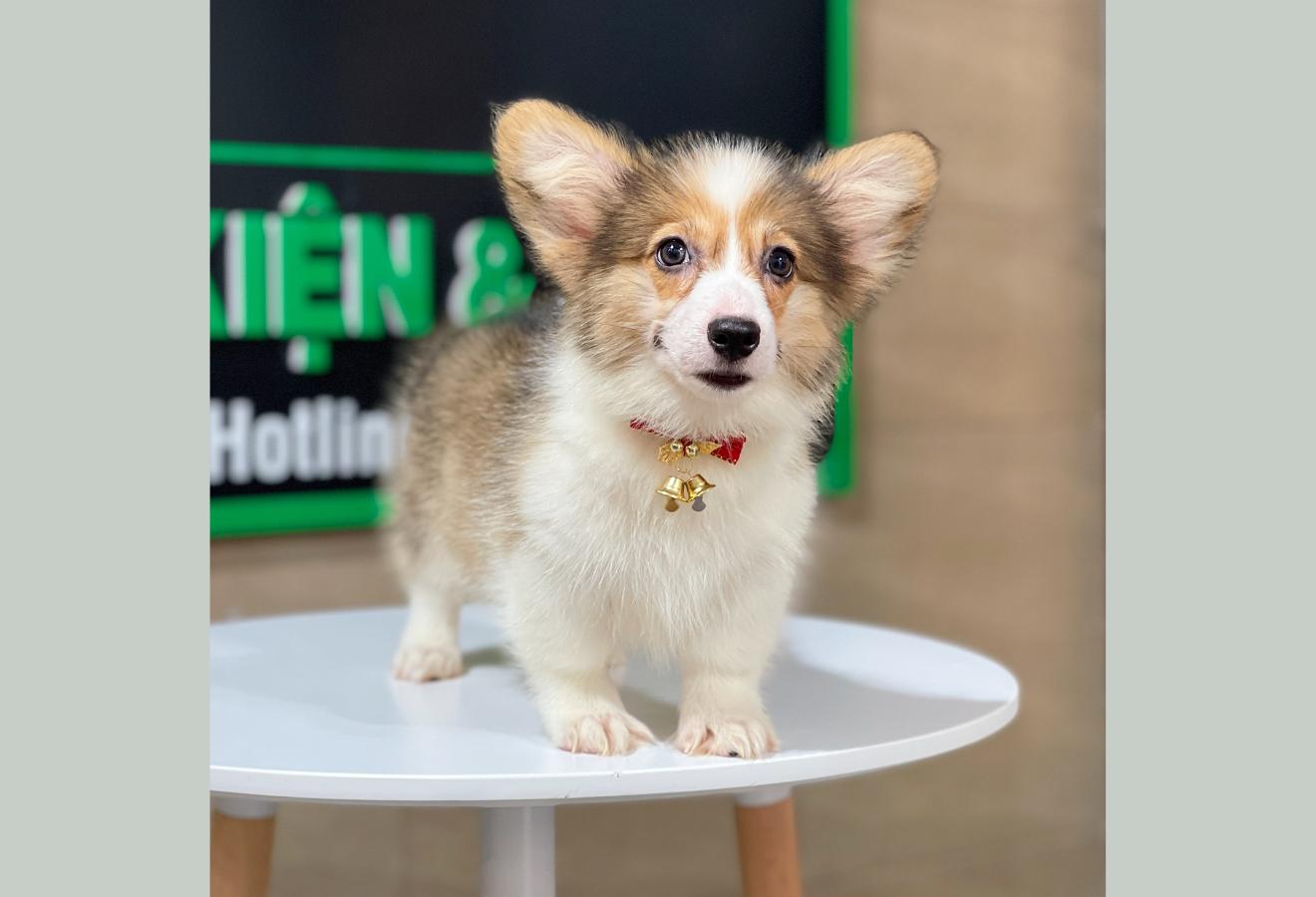 Corgi Lông Dài - Màu Vàng (MS 09)