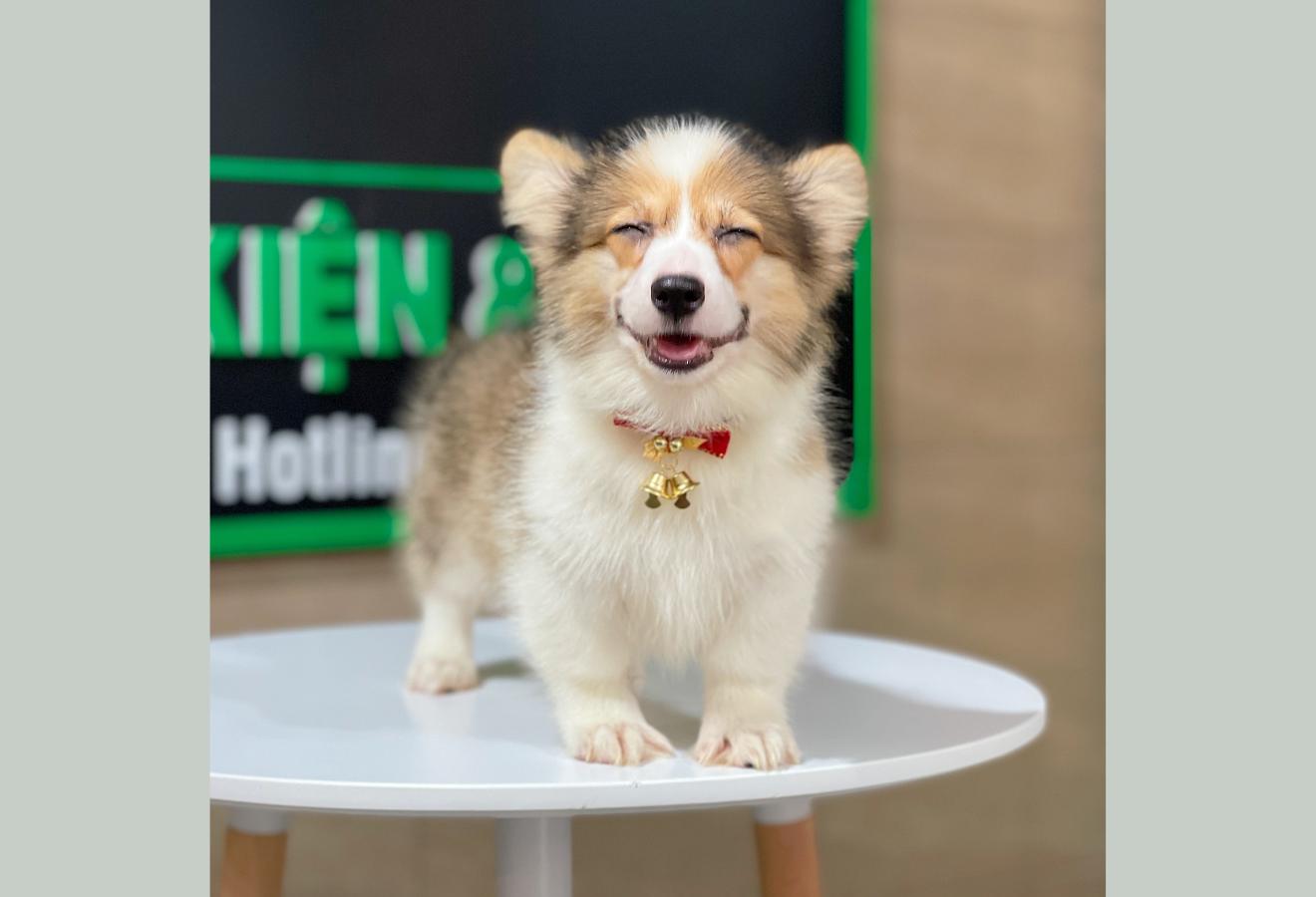 Corgi Lông Dài - Màu Vàng (MS 09)