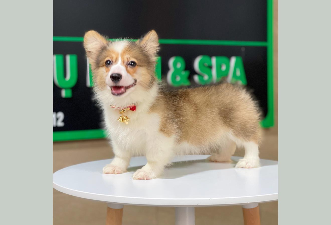 Corgi Lông Dài - Màu Vàng (MS 09)