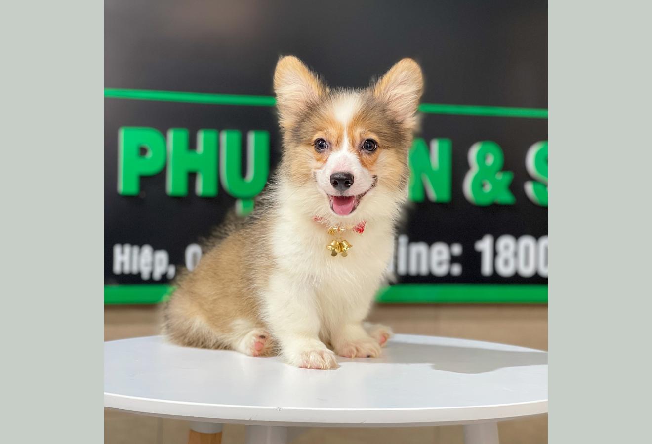 Corgi Lông Dài - Màu Vàng (MS 09)