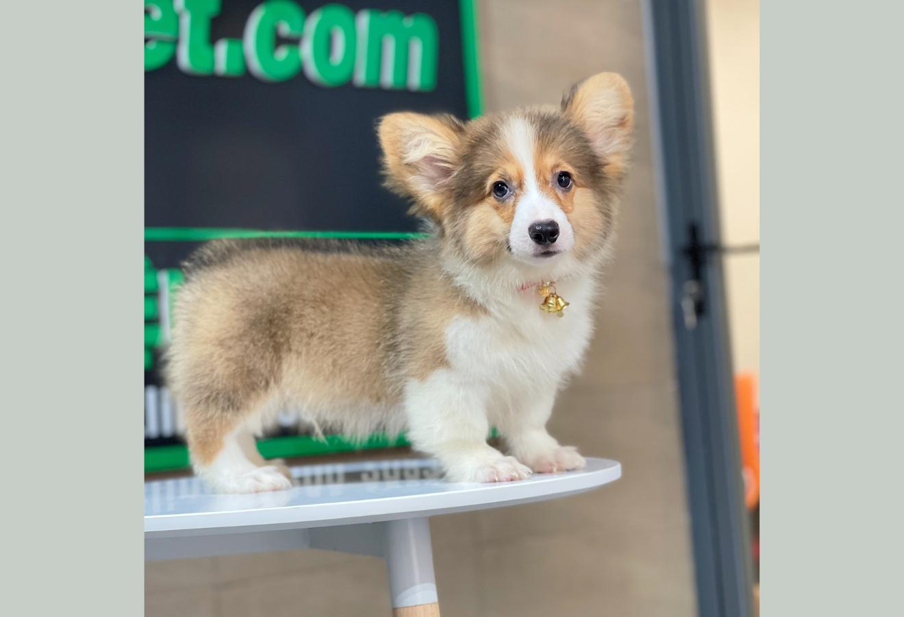 Corgi Lông Dài - Màu Vàng (MS 10)