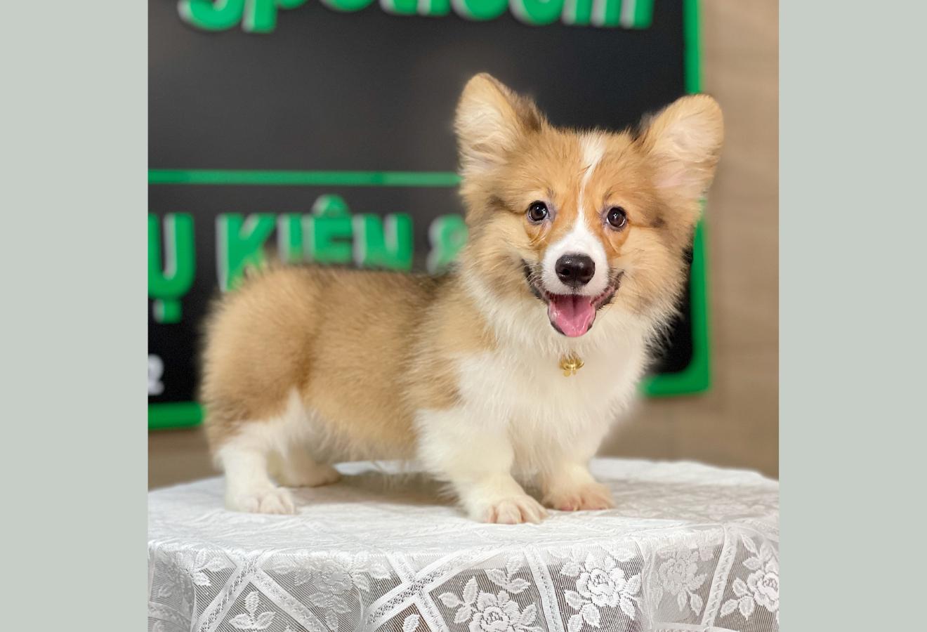 Corgi Lông Dài - Màu Vàng (MS 11)