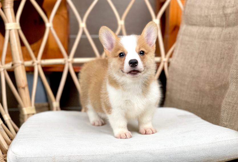 Corgi Lông Ngắn - Màu Vàng (MS 06)