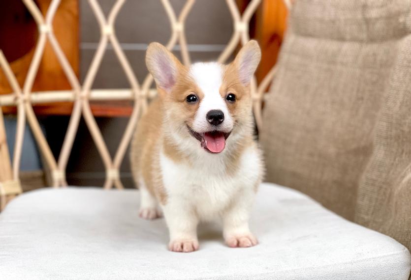 Corgi Lông Ngắn - Màu Vàng (MS 06)