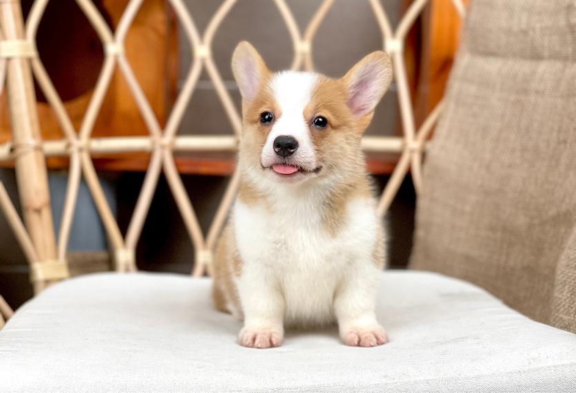 Corgi Lông Ngắn - Màu Vàng (MS 06)