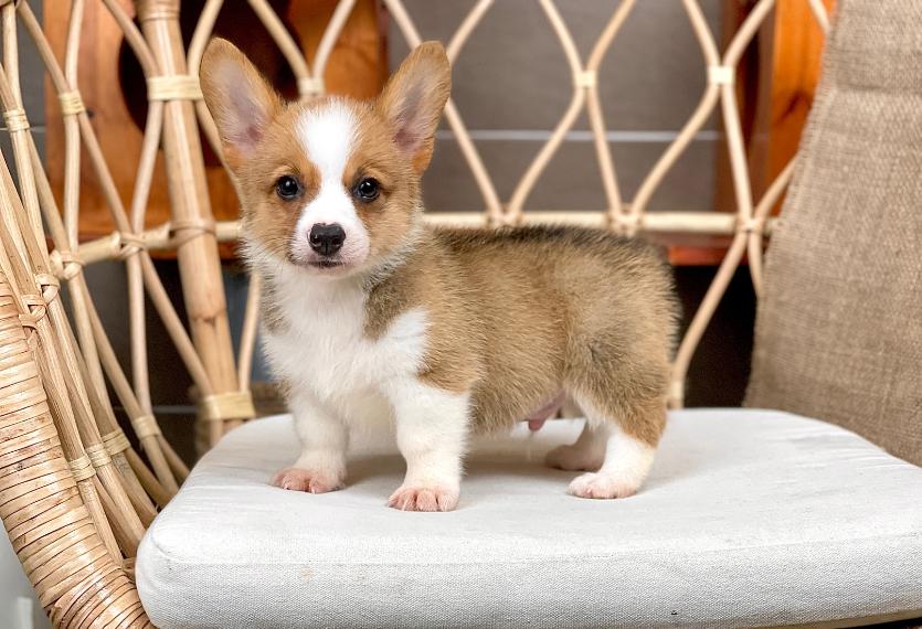 Corgi Lông Ngắn - Màu Vàng (MS 07)