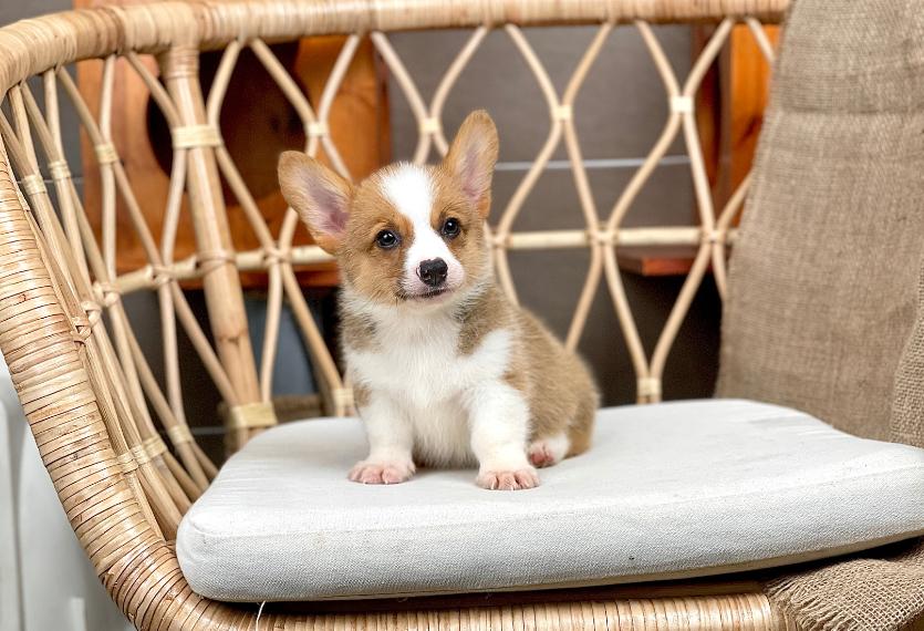 Corgi Lông Ngắn - Màu Vàng (MS 07)