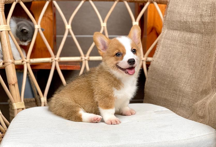 Corgi Lông Ngắn - Màu Vàng (MS 08)