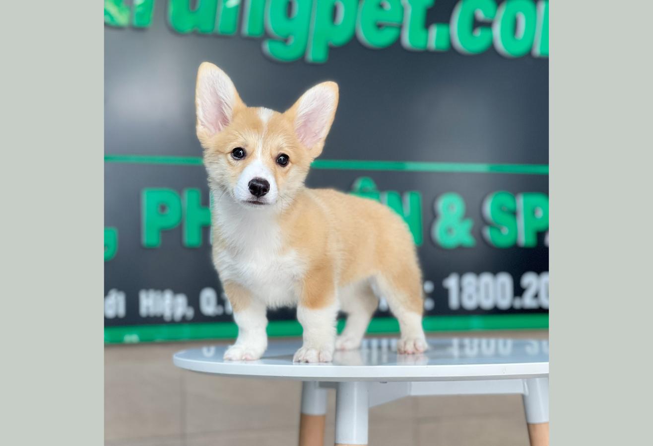 Corgi Lông Ngắn - Màu Vàng (MS 05)