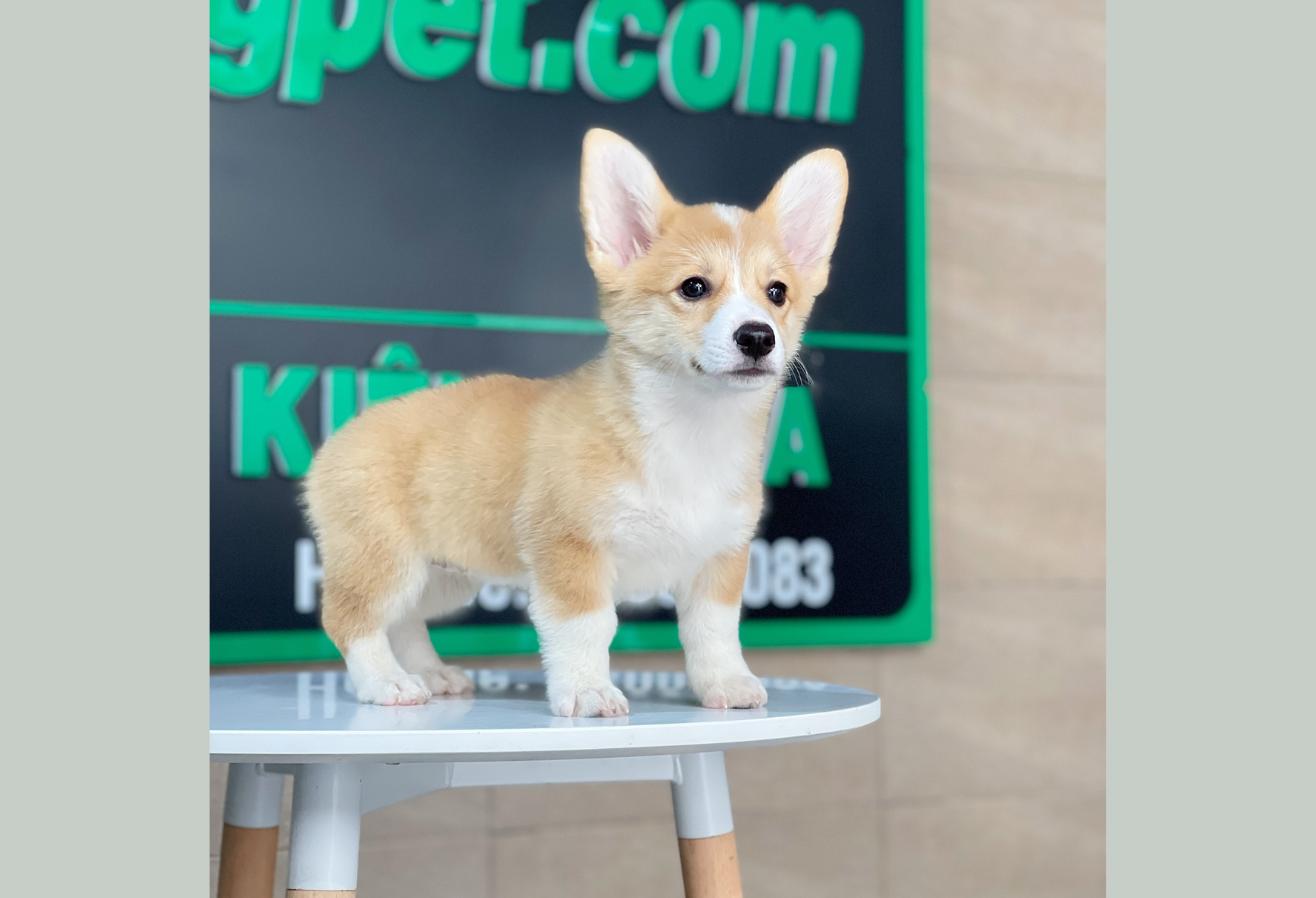 Corgi Lông Ngắn - Màu Vàng (MS 05)