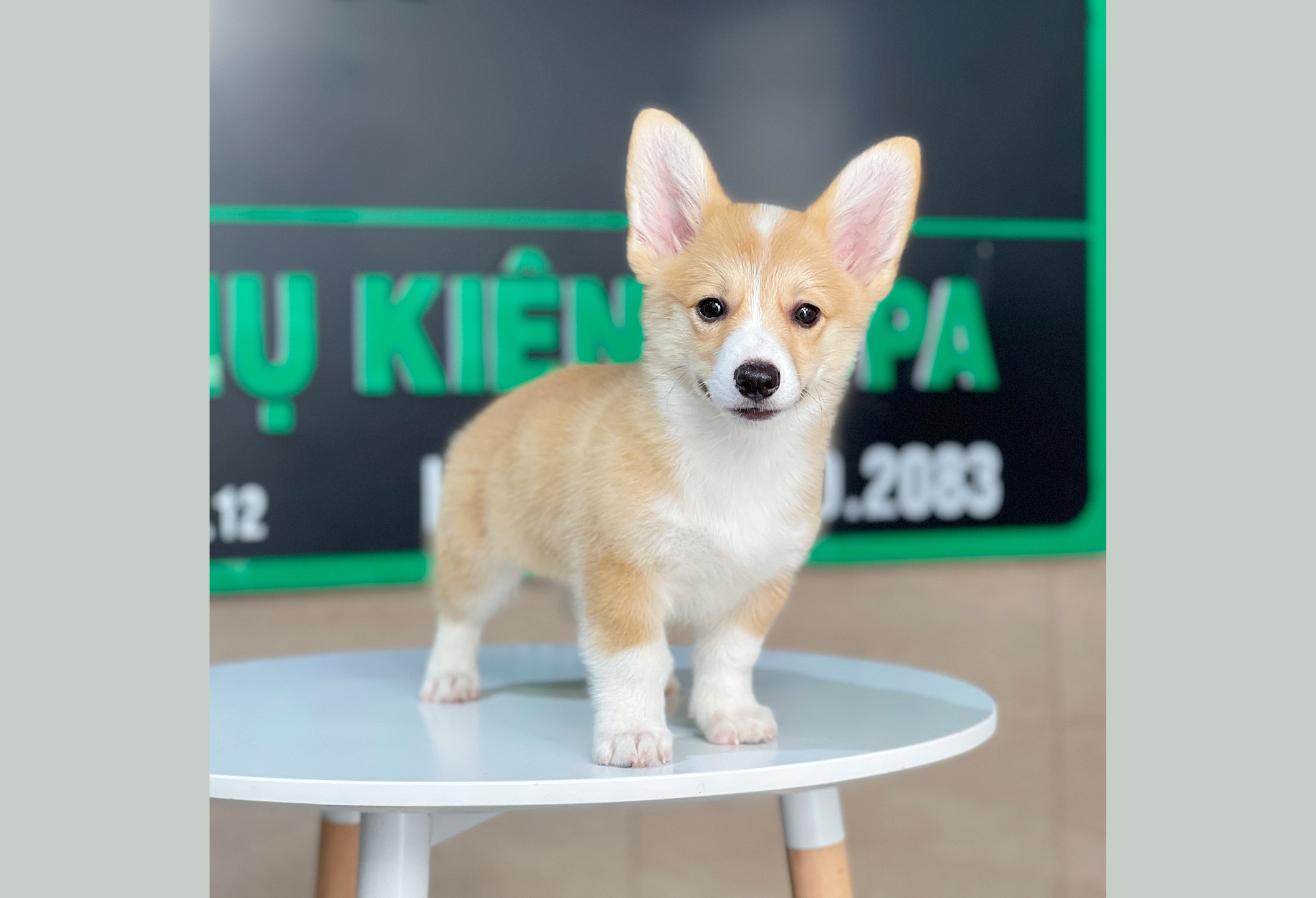 Corgi Lông Ngắn - Màu Vàng (MS 05)