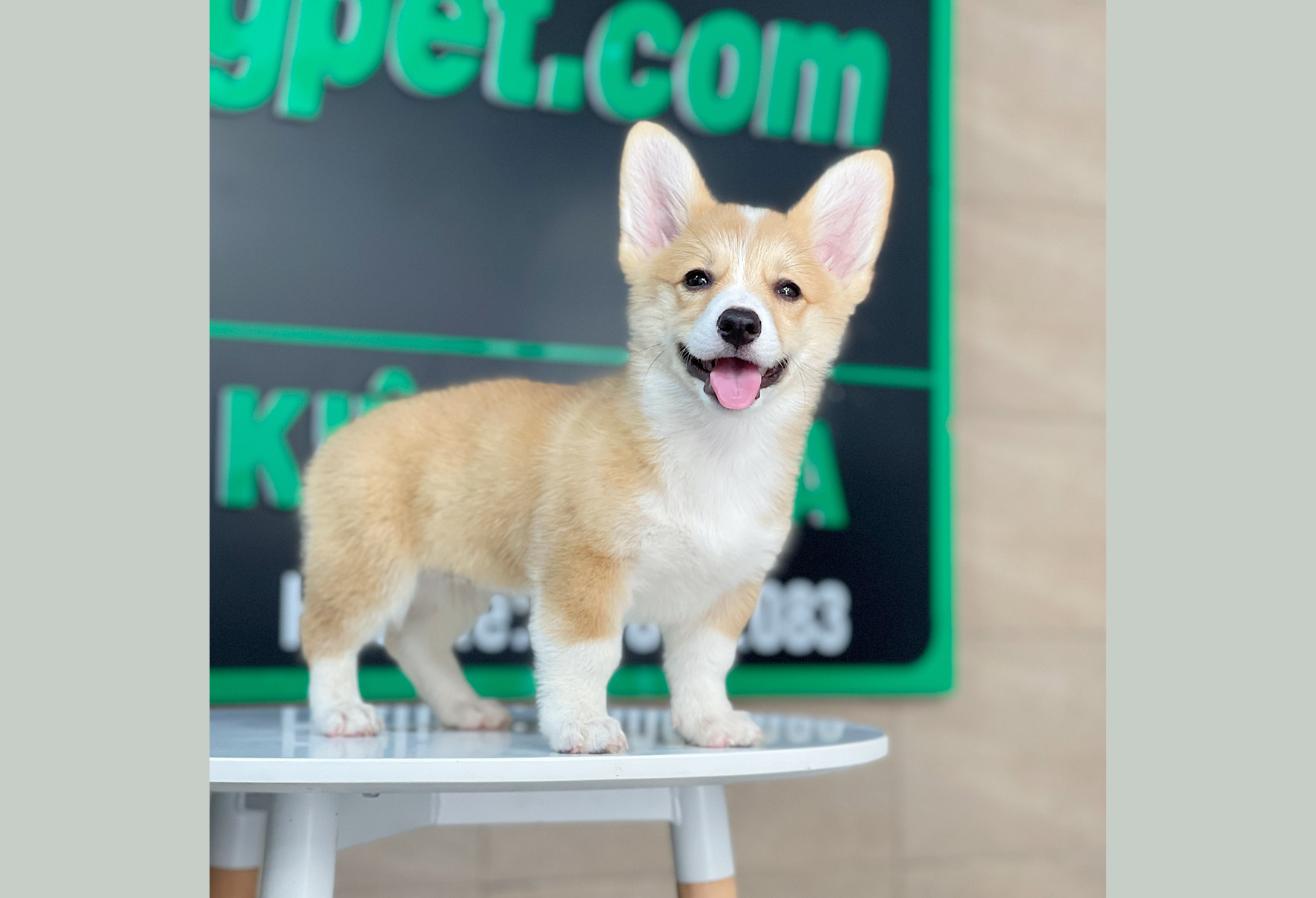 Corgi Lông Ngắn - Màu Vàng (MS 05)