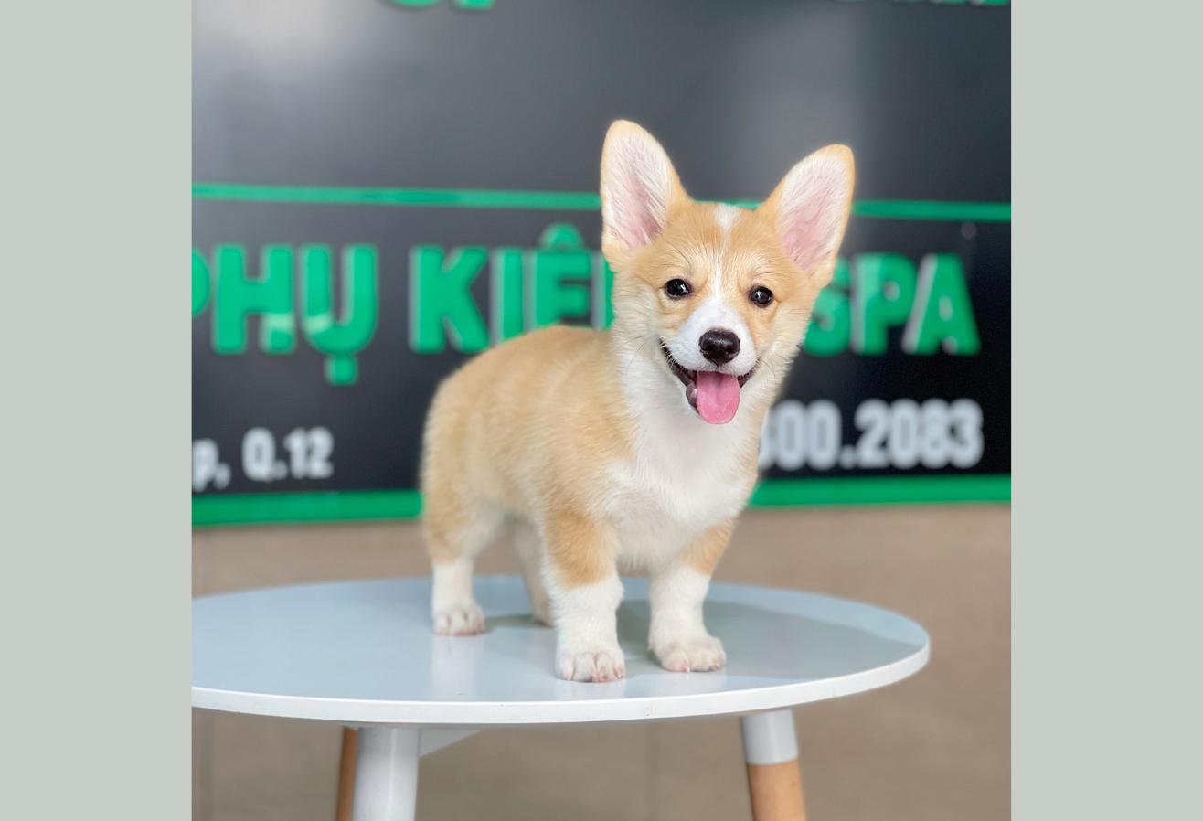 Corgi Lông Ngắn - Màu Vàng (MS 05)