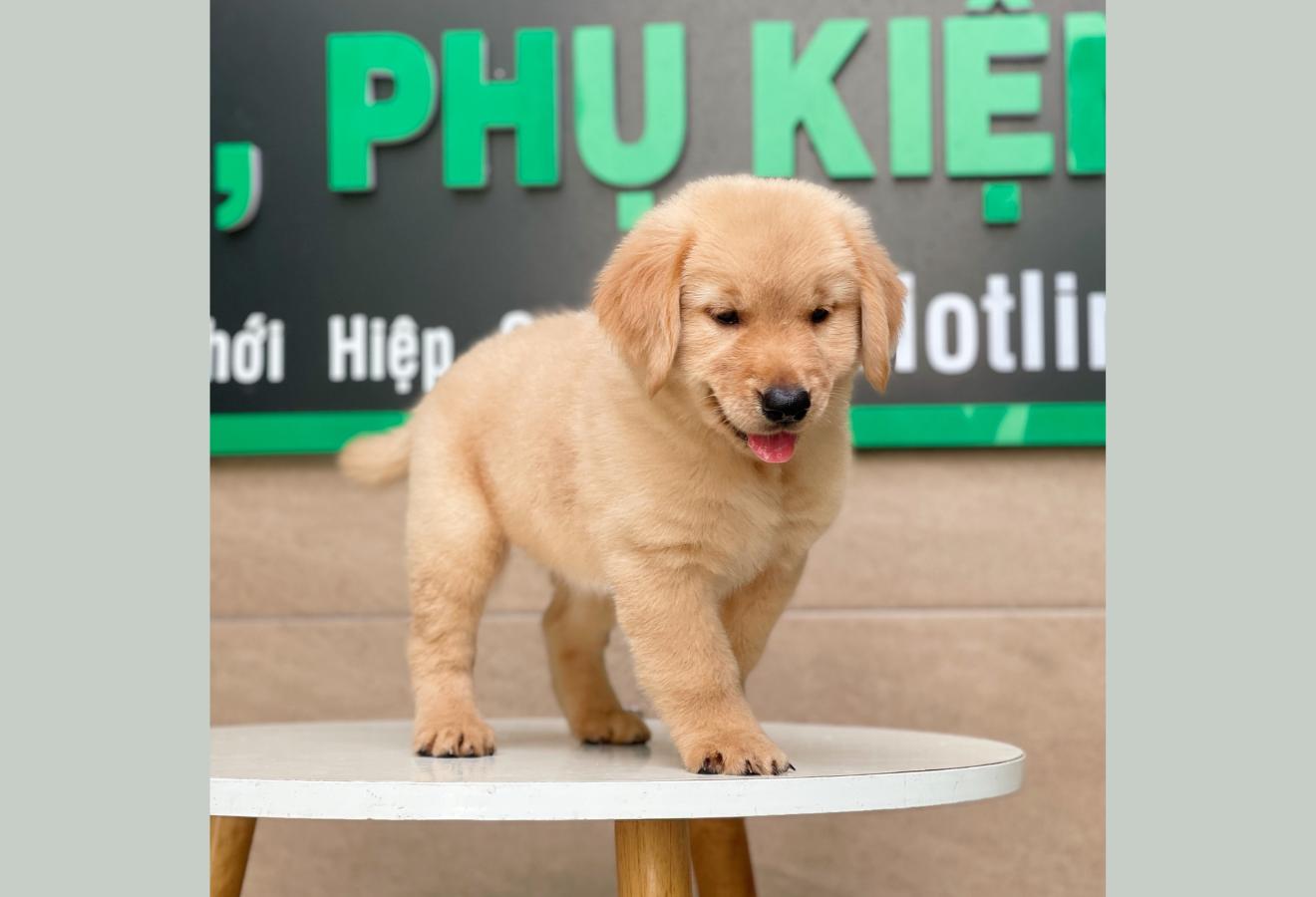 Golden Retriever - Màu Vàng Đậm (MS 02)