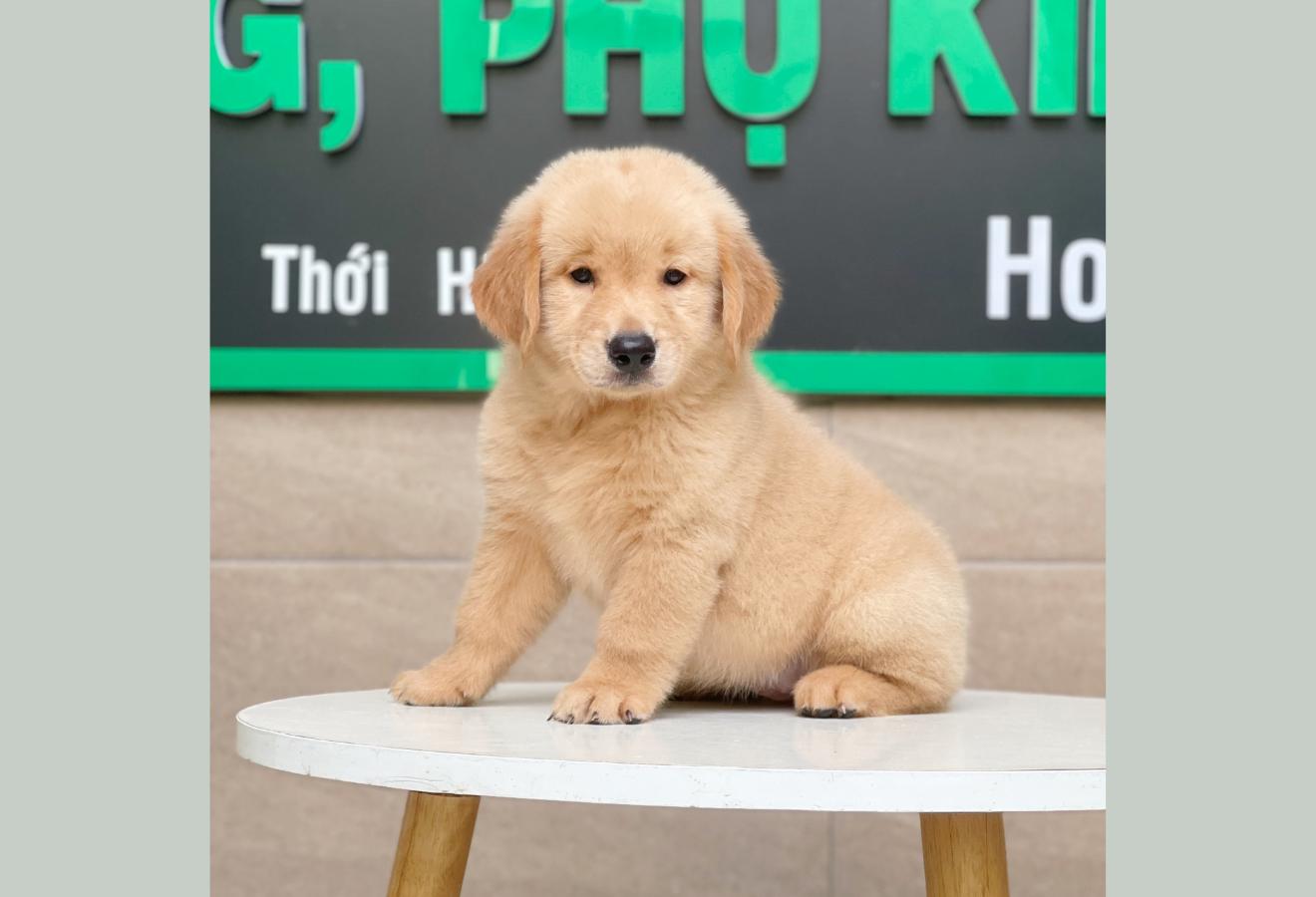 Golden Retriever - Màu Vàng Đậm (MS 05)
