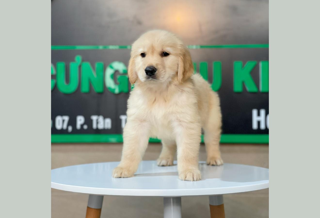 Golden Retriever - Màu Vàng Đậm (MS 13)