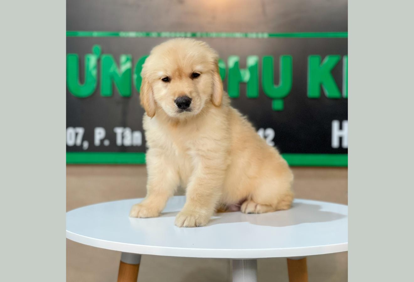 Golden Retriever - Màu Vàng Đậm (MS 13)