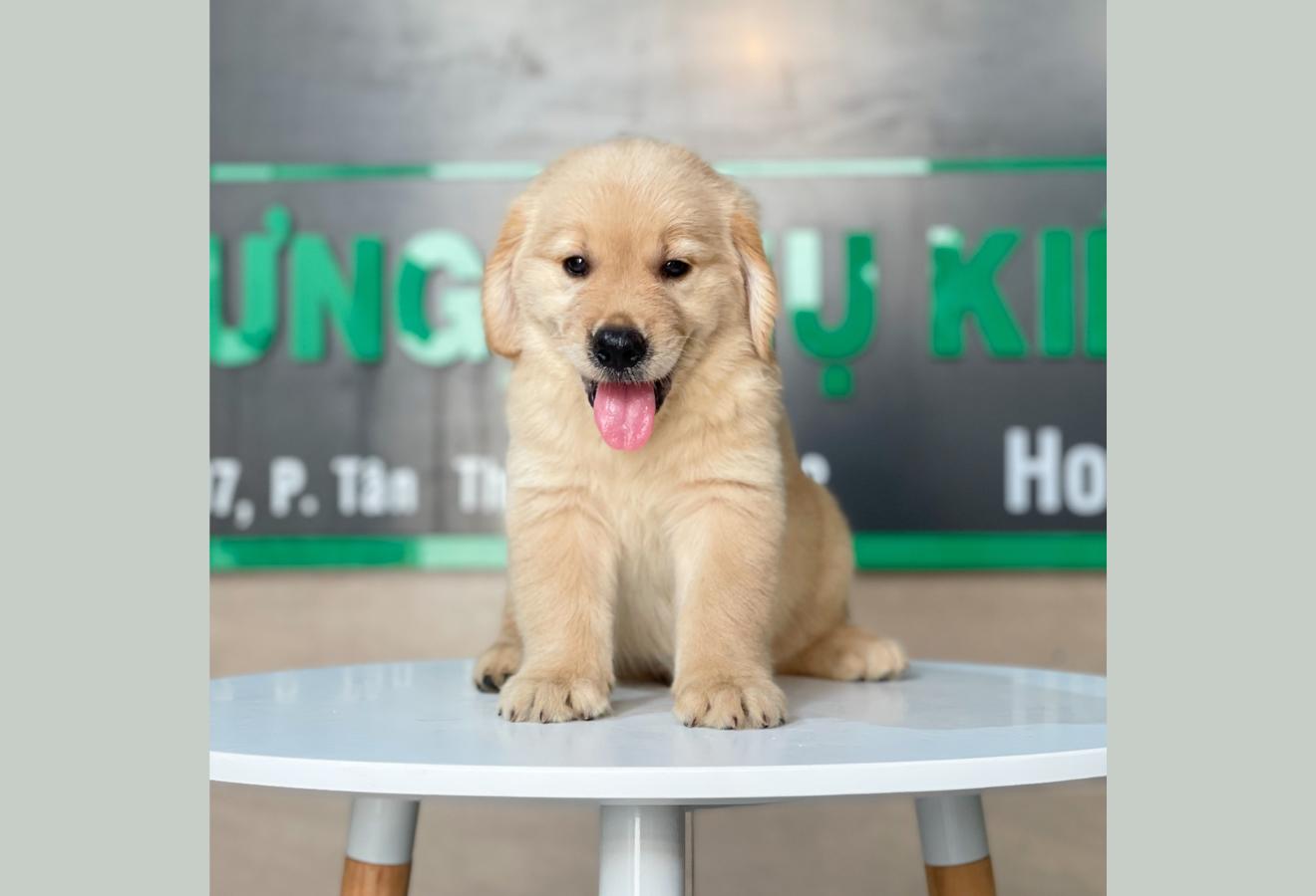 Golden Retriever - Màu Vàng Đậm (MS 16)