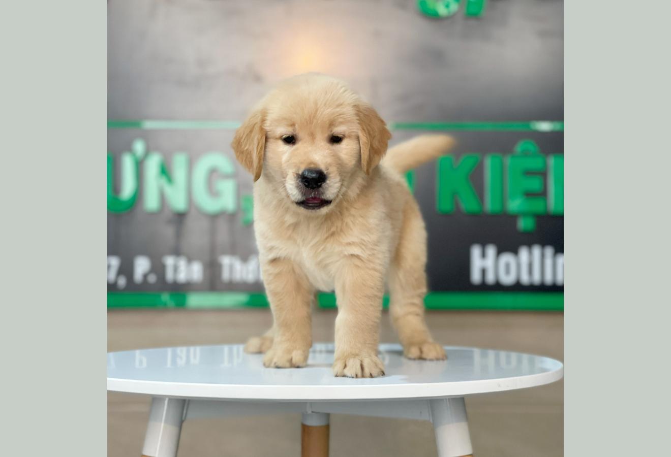 Golden Retriever - Màu Vàng Đậm (MS 17)