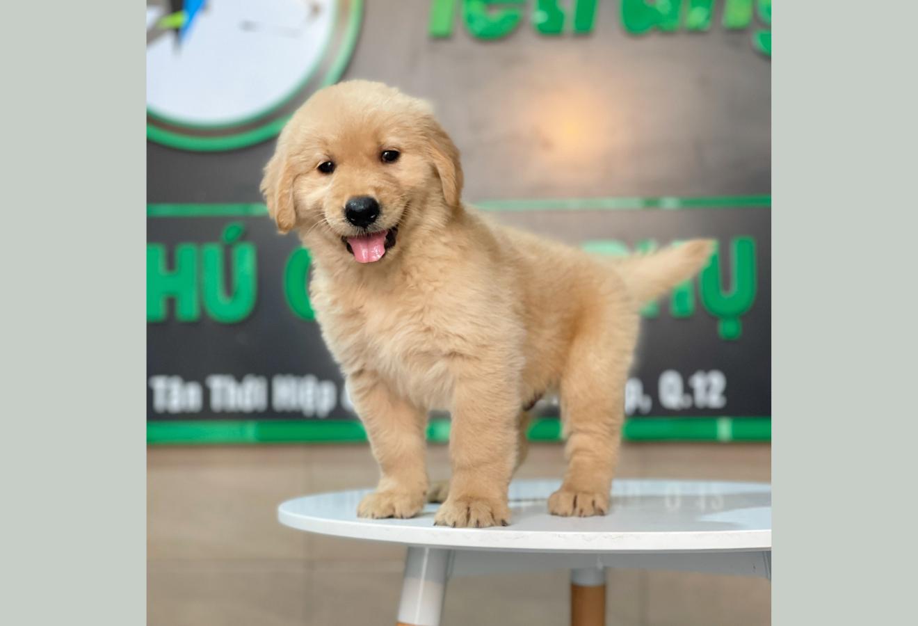 Golden Retriever - Màu Vàng Đậm (MS 19)