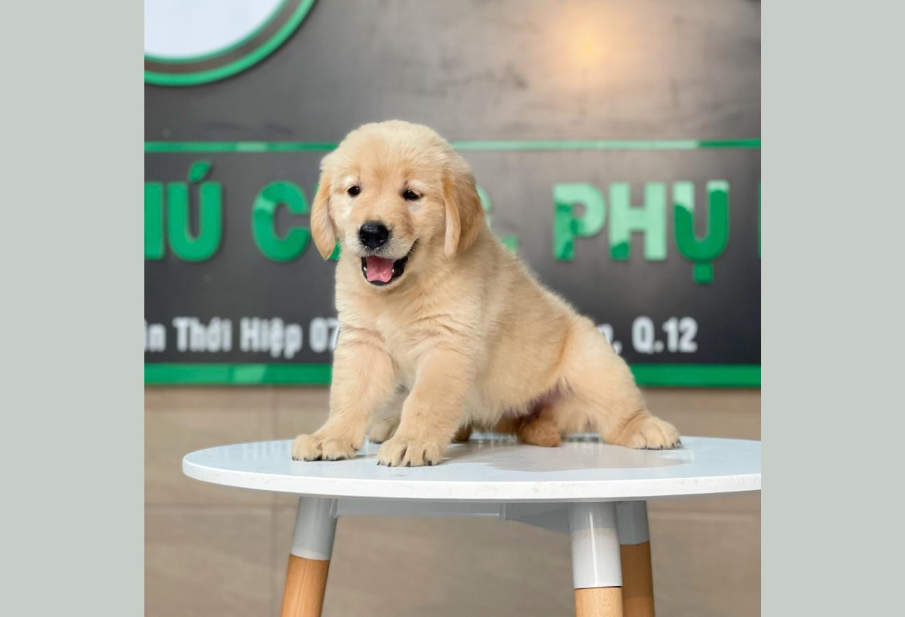 Golden Retriever - Màu Vàng Đậm (MS 20)