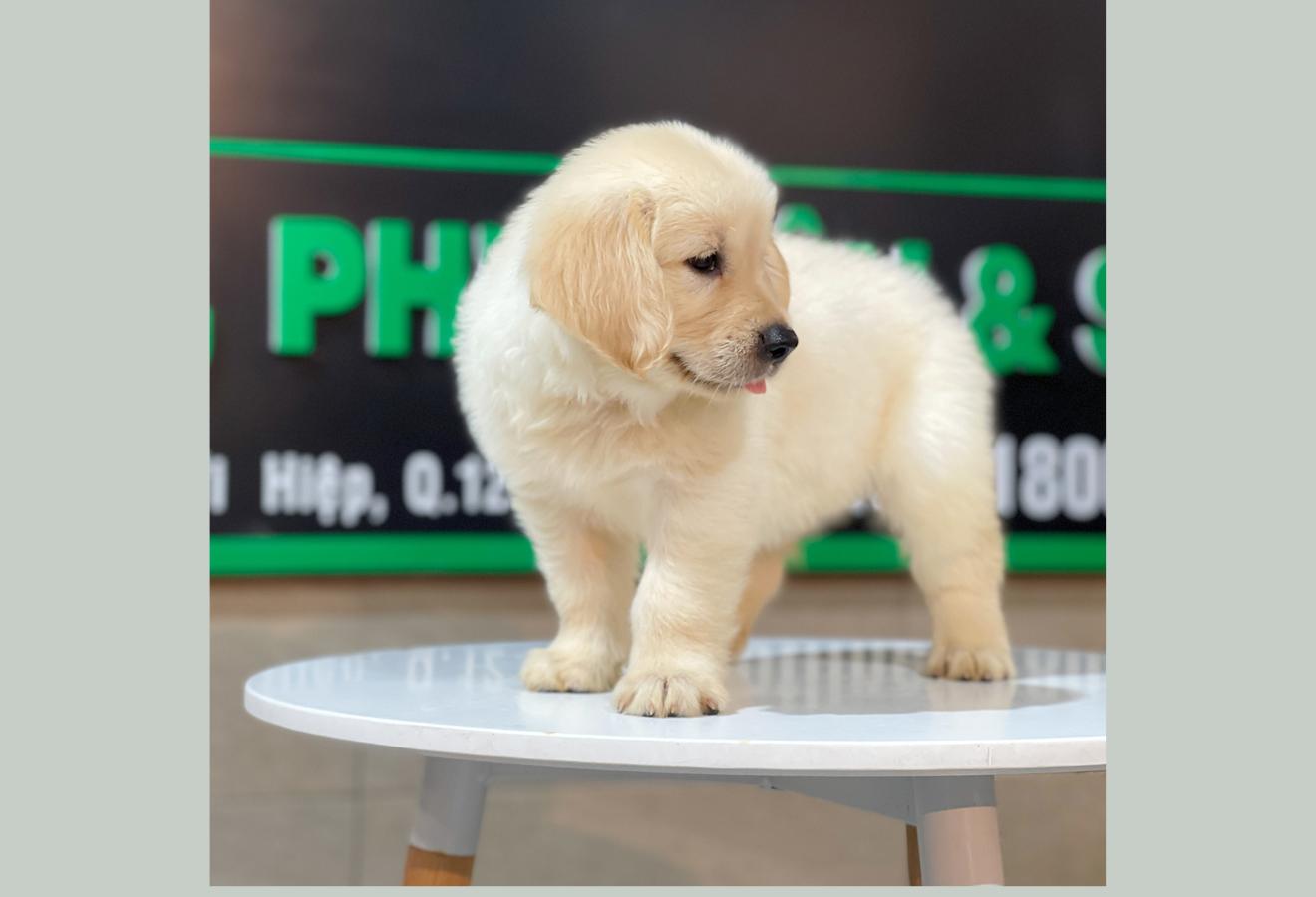 Golden Retriever - Màu Vàng Kem (MS 07)