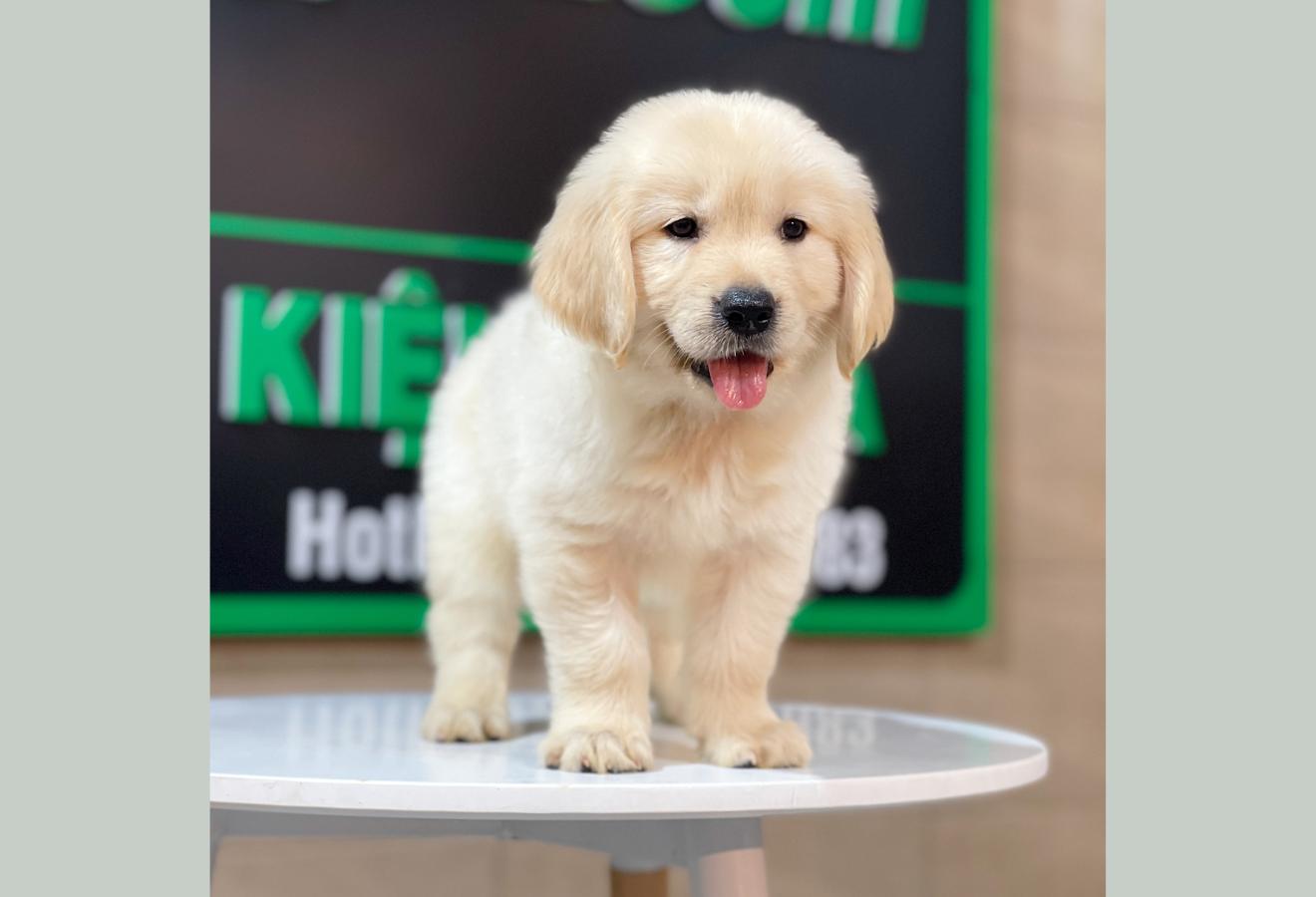 Golden Retriever - Màu Vàng Kem (MS 07)