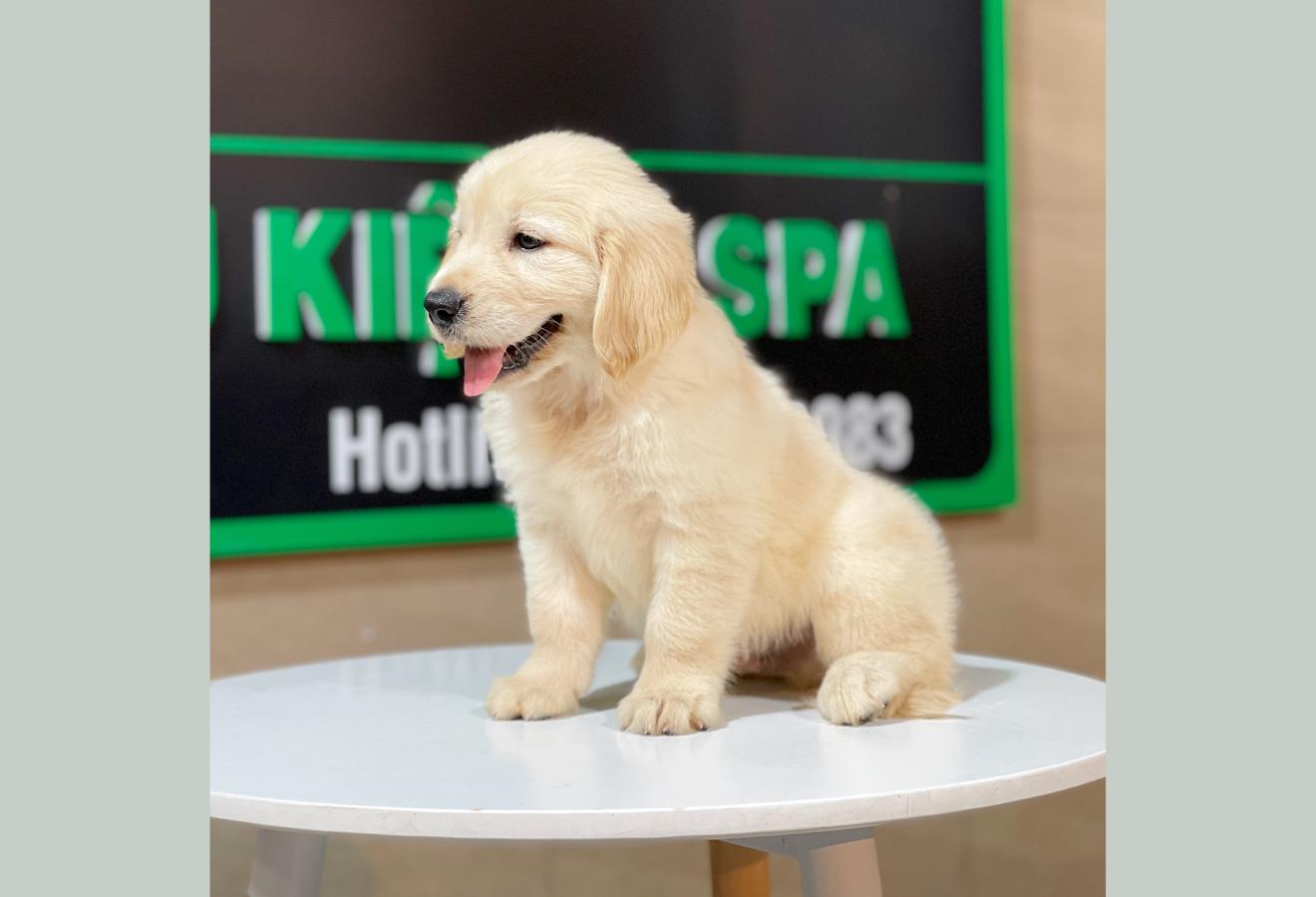 Golden Retriever - Màu Vàng Kem (MS 08)
