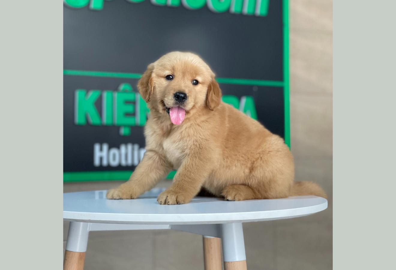 Golden Retriever - Màu Đỏ Bò (MS 02)
