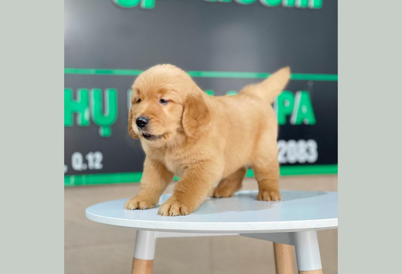 Golden Retriever - Màu Đỏ Bò (MS 03)