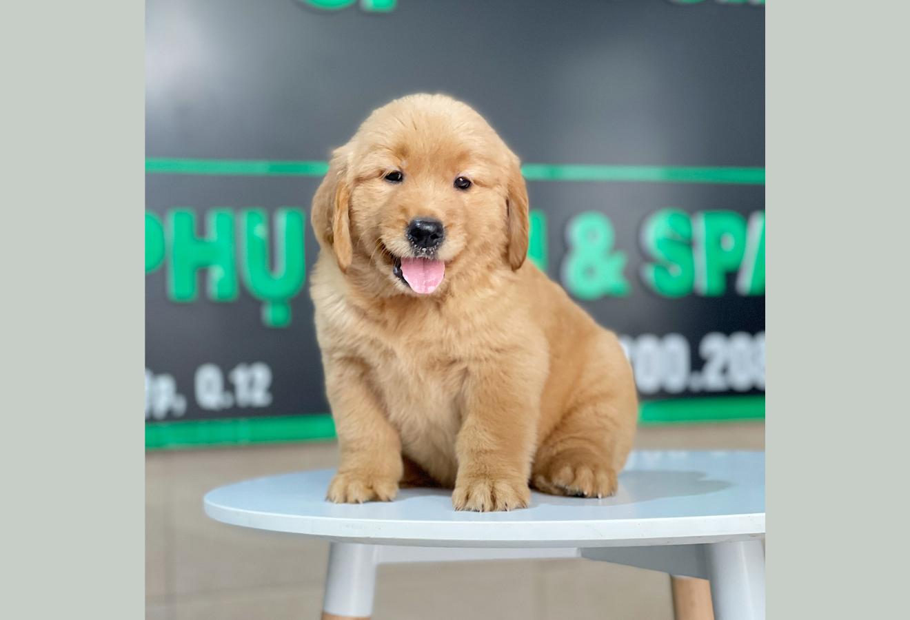 Golden Retriever - Màu Đỏ Bò (MS 03)