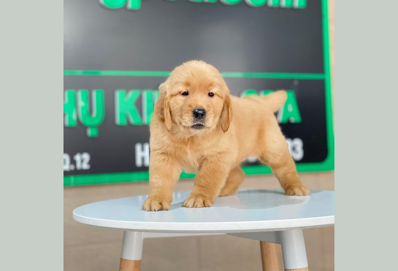 Golden Retriever - Màu Đỏ Bò (MS 03)