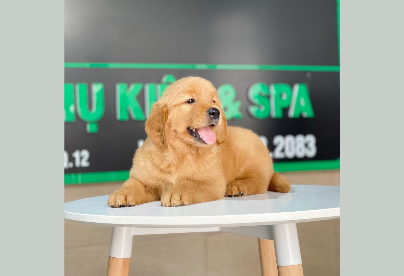 Golden Retriever - Màu Đỏ Bò (MS 03)