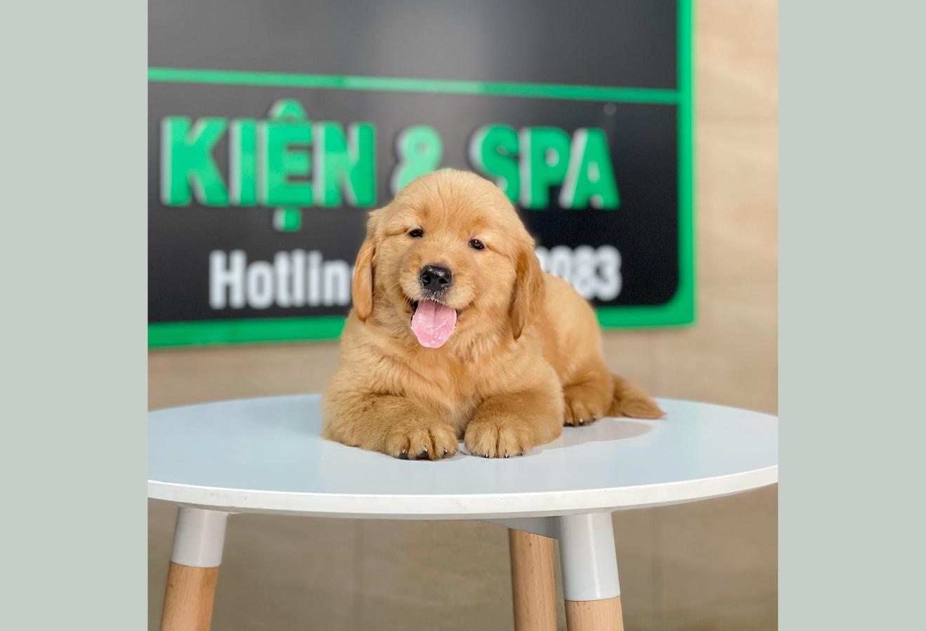 Golden Retriever - Màu Đỏ Bò (MS 03)