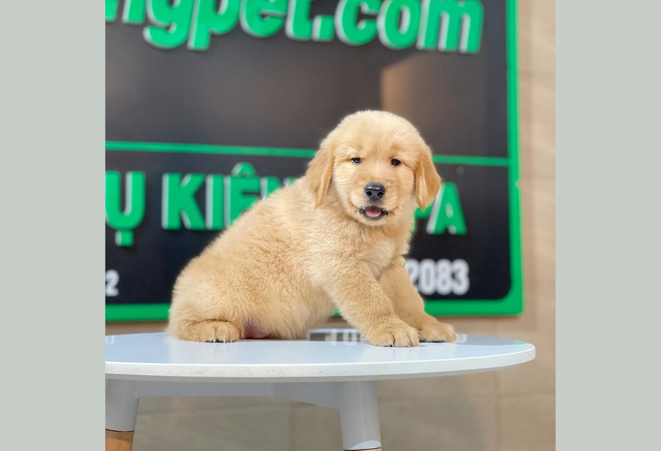 Golden Retriever - Màu Đỏ Bò (MS 05)