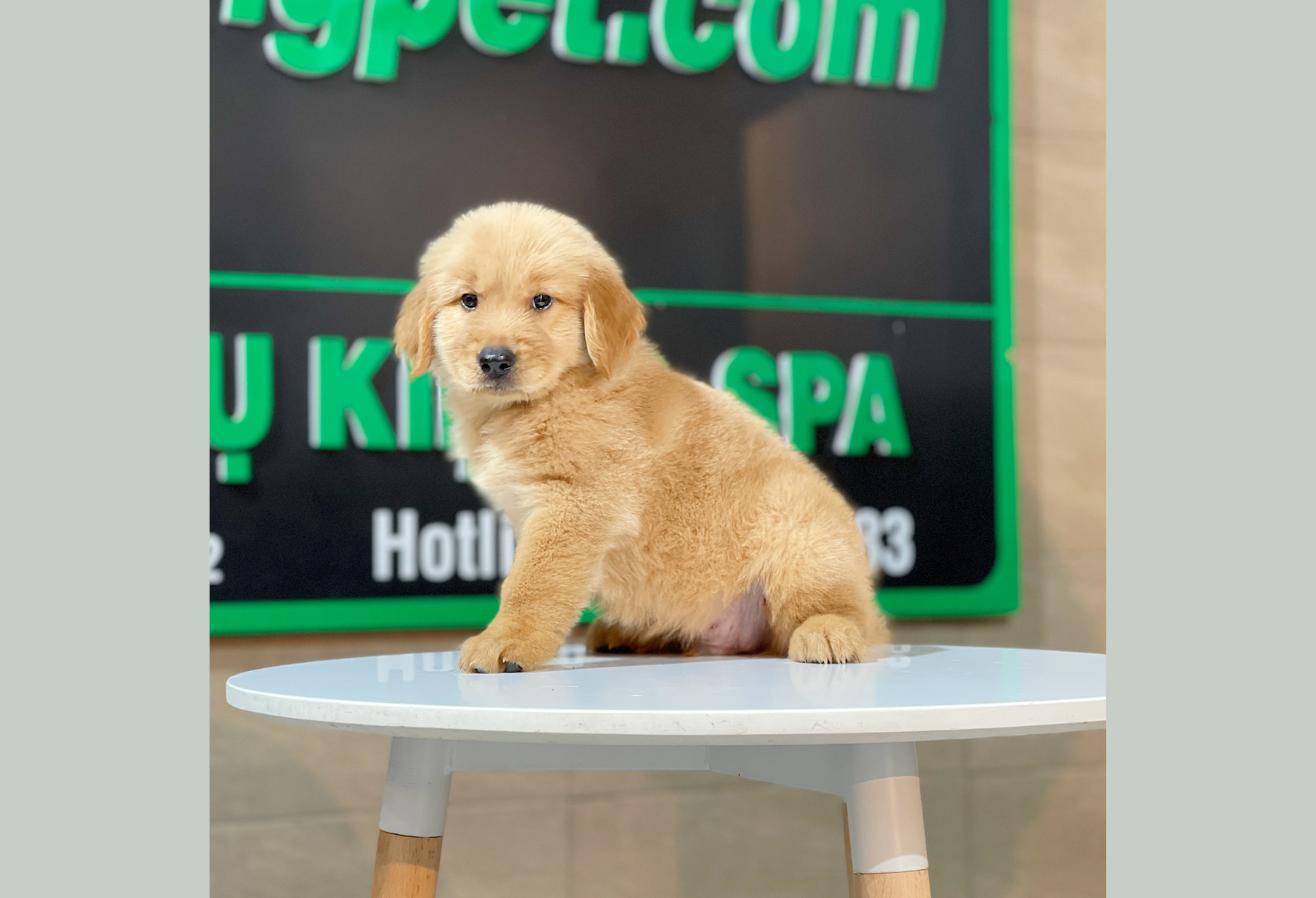 Golden Retriever - Màu Đỏ Bò (MS 05)