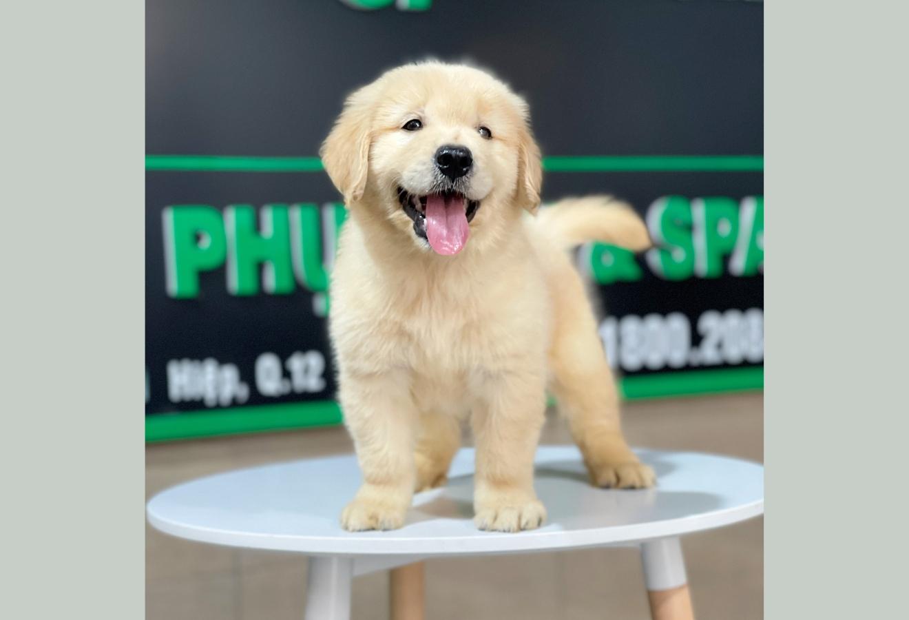 Golden Retriever - Màu Vàng Đậm (MS 22)