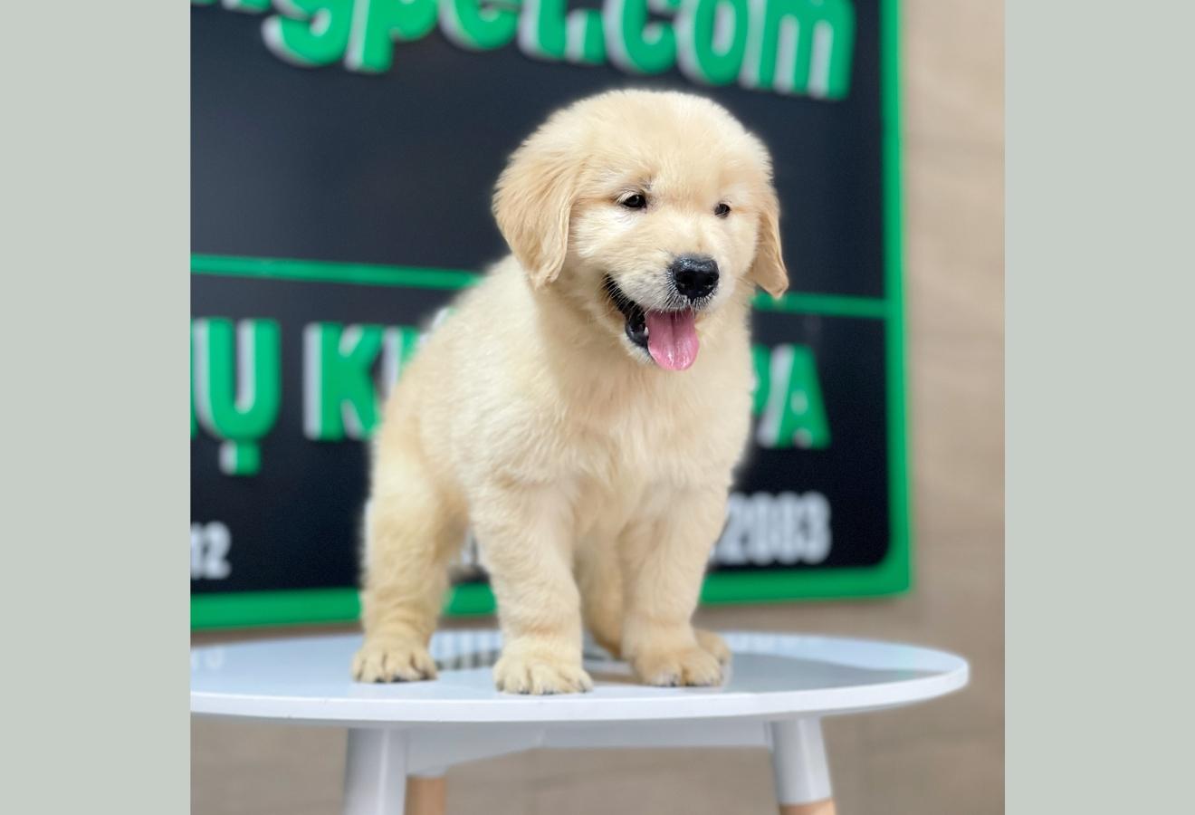 Golden Retriever - Màu Vàng Đậm (MS 22)