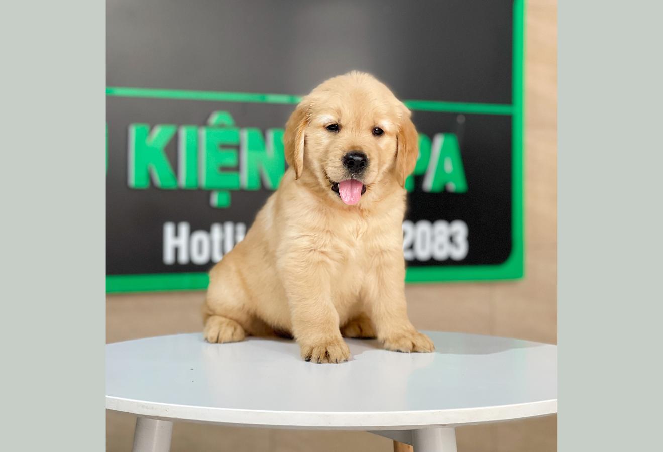 Golden Retriever - Màu Vàng Đậm (MS 27)
