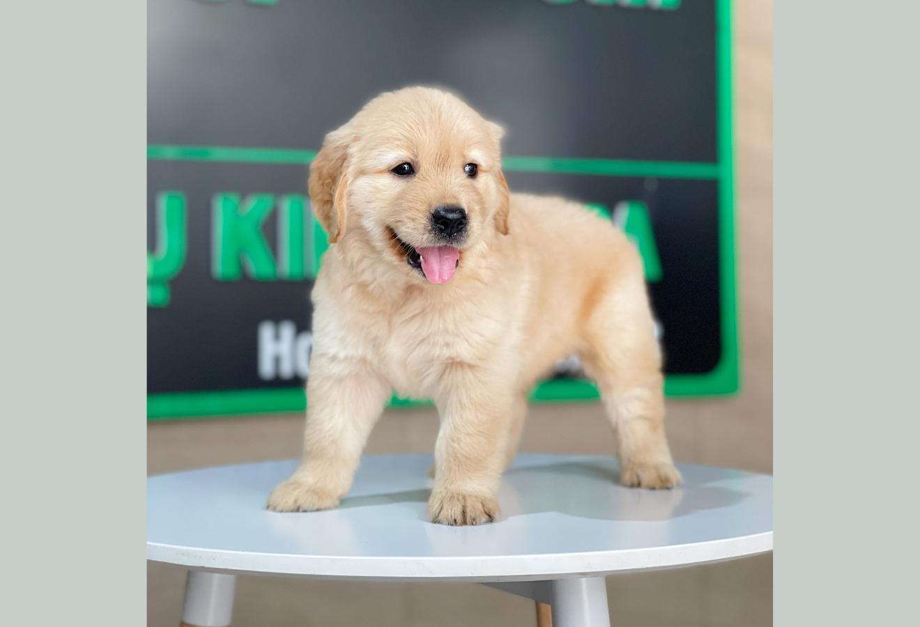 Golden Retriever - Màu Vàng Đậm (MS 28)