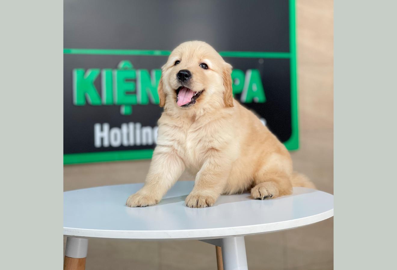 Golden Retriever - Màu Vàng Đậm (MS 28)